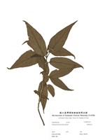 藏品(臺灣莢蒾)的圖片